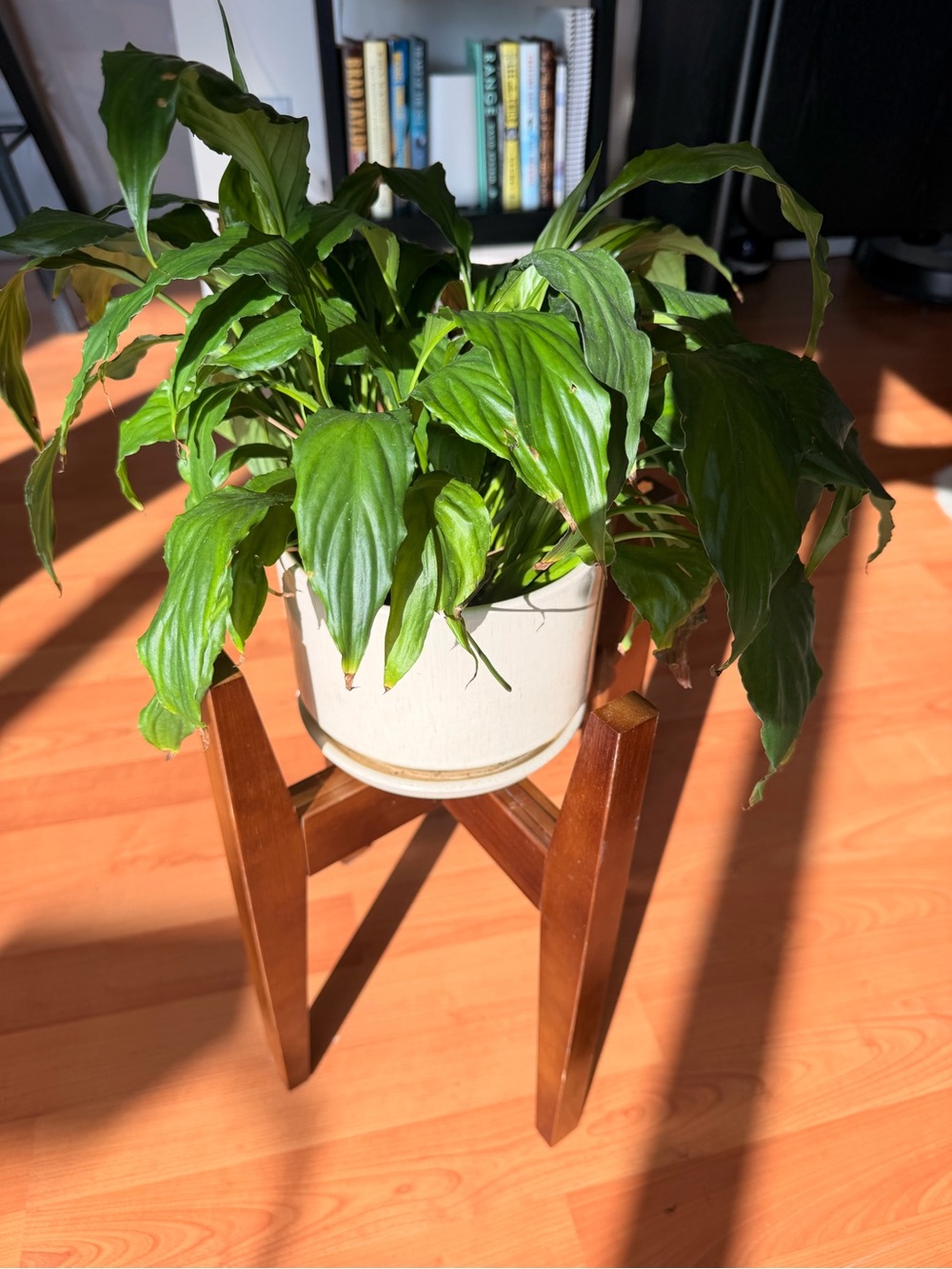 Adjustable Wood Plant Stand (8-12in)